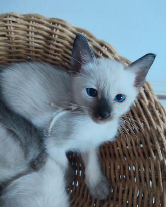 Siamese Tradizionale, Thai microchip Pedigree