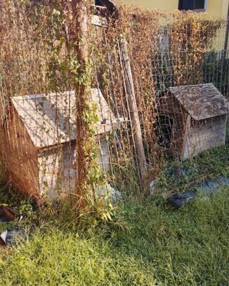 Cuccia cane