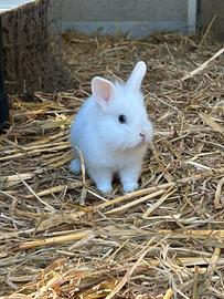 Coniglio toy testa di leone