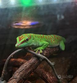 Phelsuma Grandis
