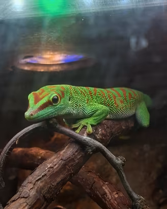 Phelsuma Grandis
