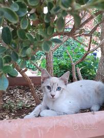 Gattina siamese tre mesi occhi blu