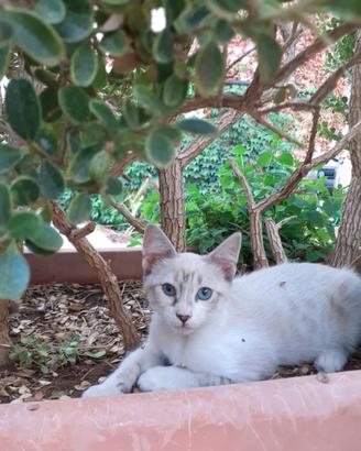 Gattina siamese tre mesi occhi blu