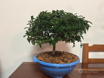 Bonsai Pepe Cinese (Zanthoxylum)