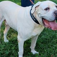 HARO mix cane corso