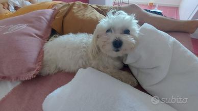 Maltese toy maschio x monta