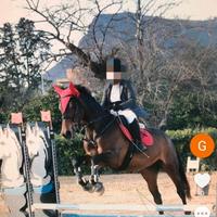 Cavalla avviata al salto