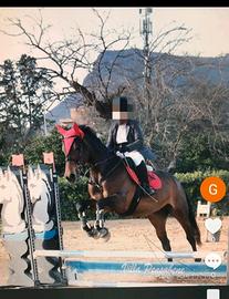 Cavalla avviata al salto