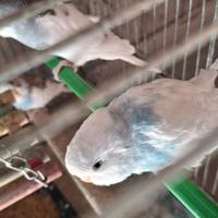 Cocorite novelle e pulli