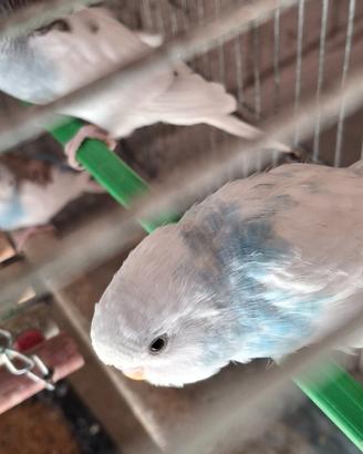 Cocorite novelle e pulli