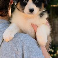 Cucciolo maschio tricolore nero