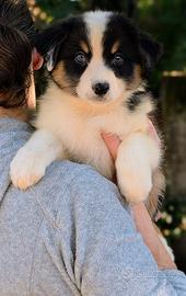 Cucciolo maschio tricolore nero