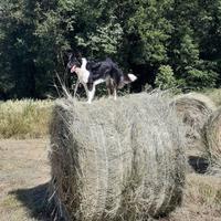 fieno di qualità in balloni 