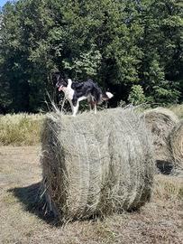 fieno di qualità in balloni 