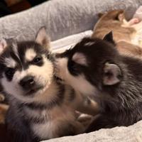Cuccioli di Siberian Husky puri