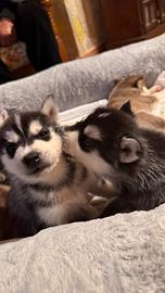 Cuccioli di Siberian Husky puri