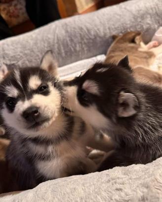 Cuccioli di Siberian Husky puri