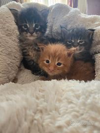 Gattini Maine Coon ?