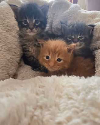 Gattini Maine Coon ?