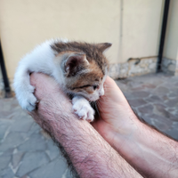 Gattini in adozione