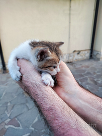 Gattini in adozione