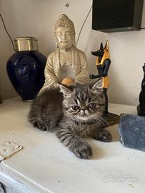 Cucciolo di razza esotica