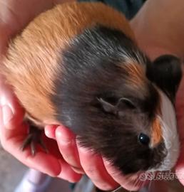 Cavia Peruviana