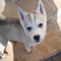 Husky siberian