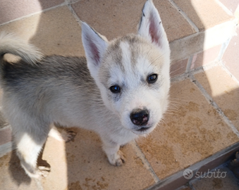 Husky siberian