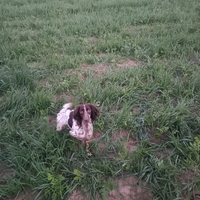 Springer Spaniel