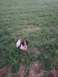 Springer Spaniel