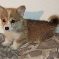 Cuccioli Welsh Corgi Pembroke