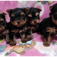 Cuccioli di YORKSHIRE TERRIER