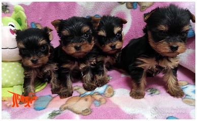 Cuccioli di YORKSHIRE TERRIER