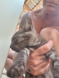 Gattina femmina