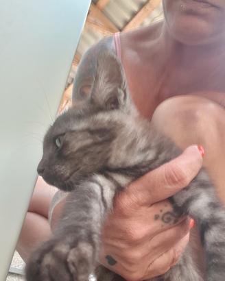 Gattina femmina