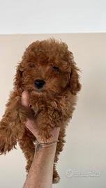 Barboncino mini toy maschietto