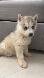 Siberian Husky con pedigree enci