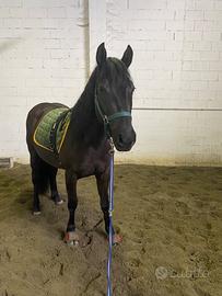 Puledra incrocio paint