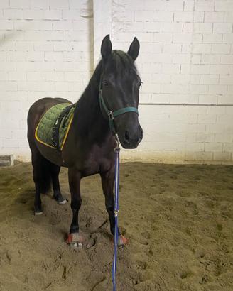 Puledra incrocio paint