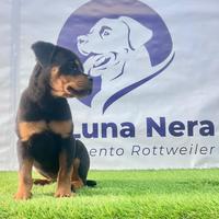 Cucciola Rottweiler con Pedigree