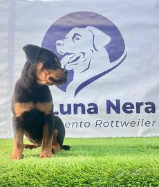 Cucciola Rottweiler con Pedigree