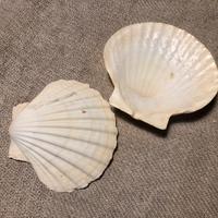 12 Conchiglie naturali