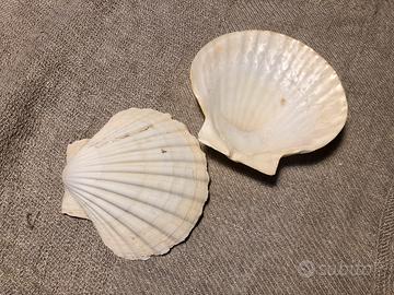 12 Conchiglie naturali
