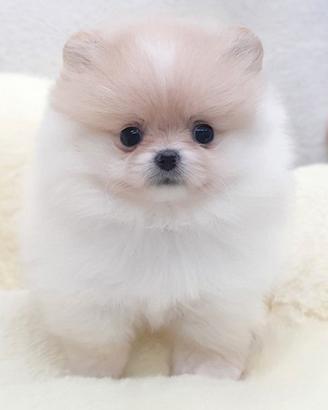 Cucciolo di Spitz con Pedigree