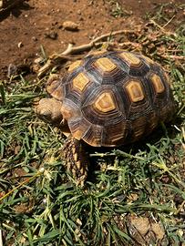 Sulcata