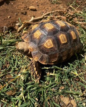 Sulcata