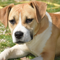 Amstaff femina