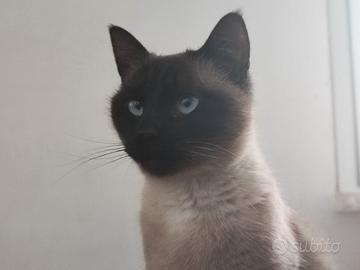 Gatto siamese adulta