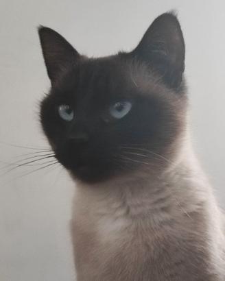 Gatto siamese adulta